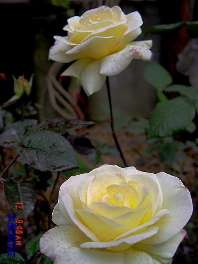 �żһ�԰2006 113.jpg