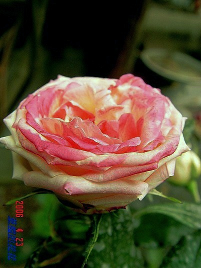 �żһ�԰2006 197.jpg