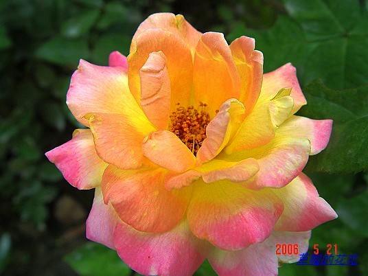 �żһ�԰2006 332.jpg