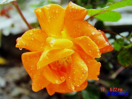 �żһ�԰2006 107.jpg