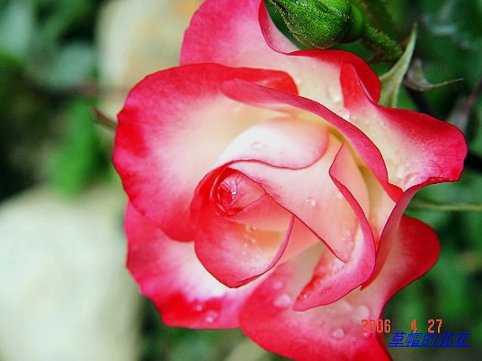 �żһ�԰2006 220.jpg