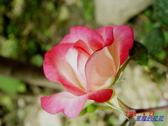 �żһ�԰2006 260.jpg