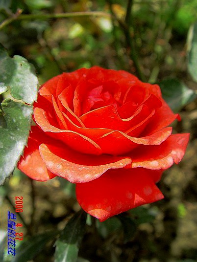 �żһ�԰2006 258.jpg