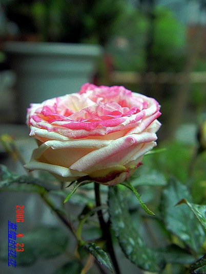 �żһ�԰2006 185.jpg