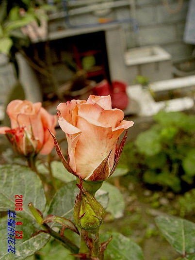 �żһ�԰2006 200.jpg