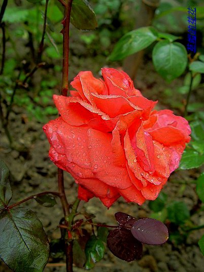 �żһ�԰2006 059.jpg