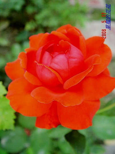 �żһ�԰2006 318.jpg