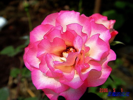 �żһ�԰2006 269.jpg