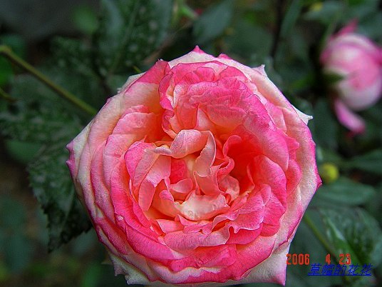 �żһ�԰2006 186.jpg