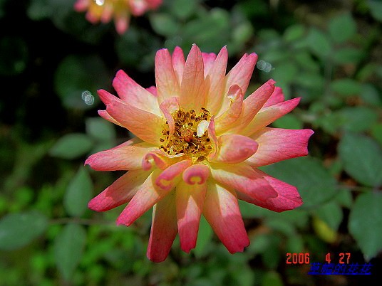 �żһ�԰2006 230.jpg