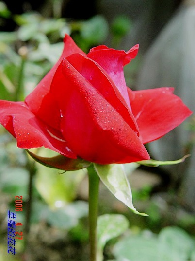 �żһ�԰2006 239.jpg