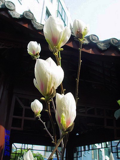 �żһ�԰2006 006.jpg