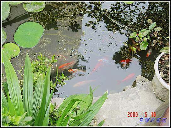 �żһ�԰2006 303.jpg