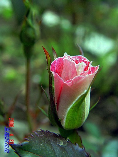 �żһ�԰2006 151.jpg