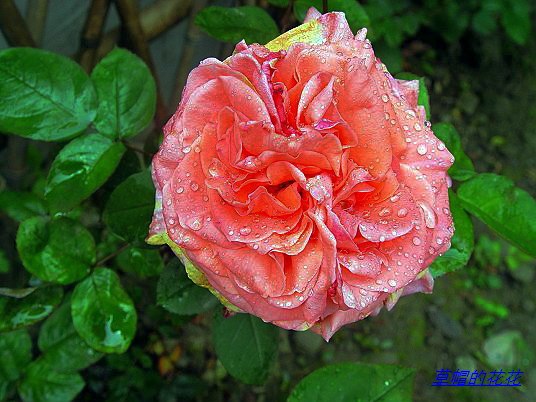 �żһ�԰2006 063.jpg