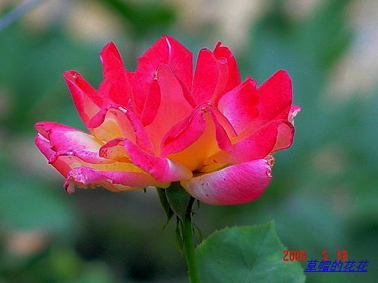 �żһ�԰2006 322.jpg