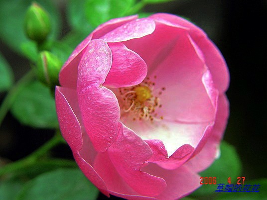 �żһ�԰2006 242.jpg