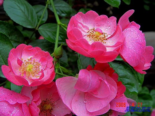 �żһ�԰2006 207.jpg