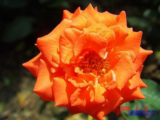 �żһ�԰2006 281.jpg