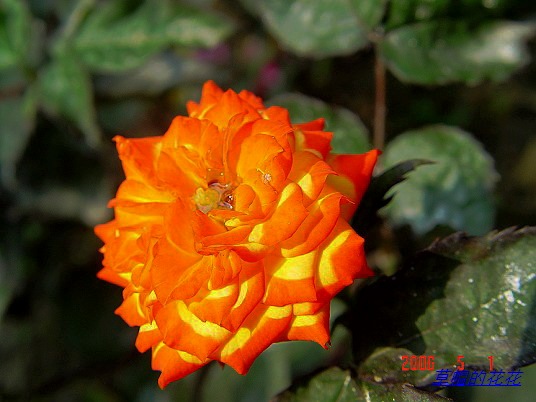 �żһ�԰2006 271.jpg