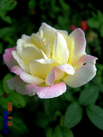 �żһ�԰2006 394.jpg