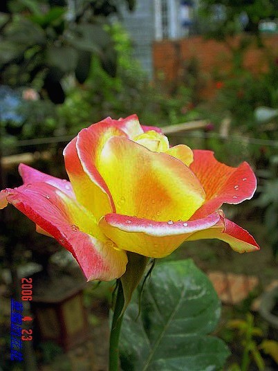 �żһ�԰2006 196.jpg