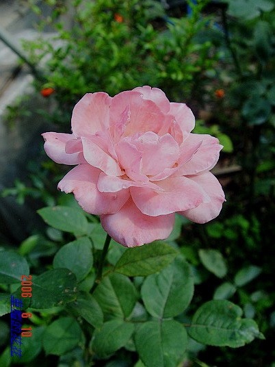 �żһ�԰2006 373.jpg