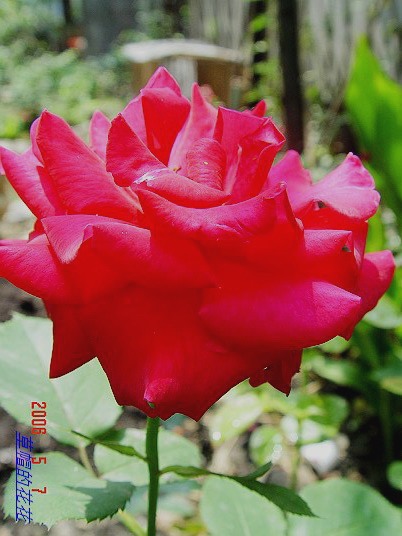 �żһ�԰2006 284.jpg