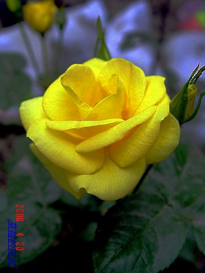 �żһ�԰2006 148.jpg