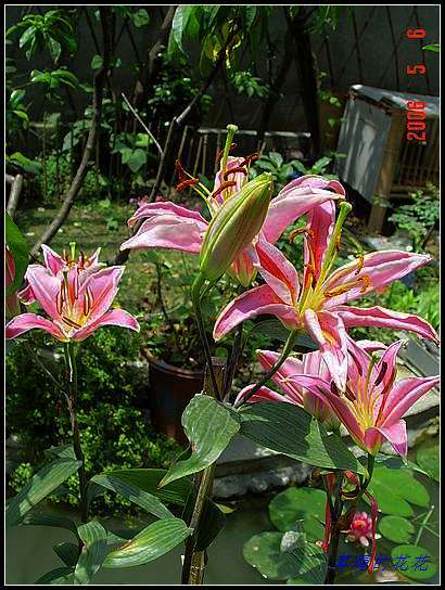 �żһ�԰2006 277.jpg