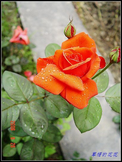 �żһ�԰2006 402.jpg