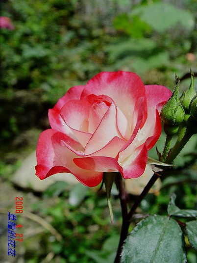 �żһ�԰2006 247.jpg