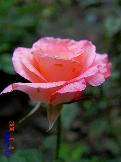 �żһ�԰2006 360.jpg