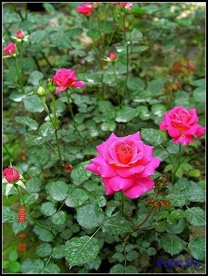 �żһ�԰2006 180.jpg