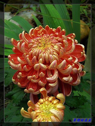 �żһ�԰2005-10 026.jpg