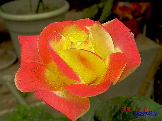 �żһ�԰2006 195.jpg