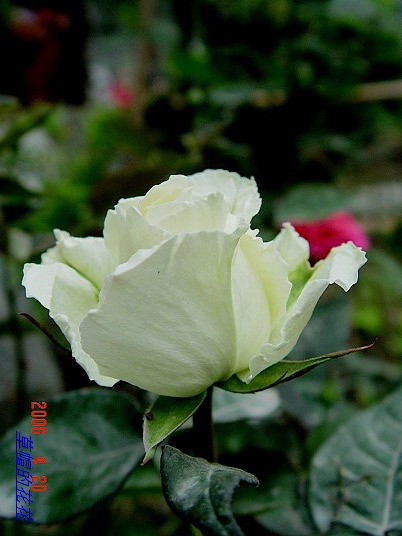 �żһ�԰2006 141.jpg