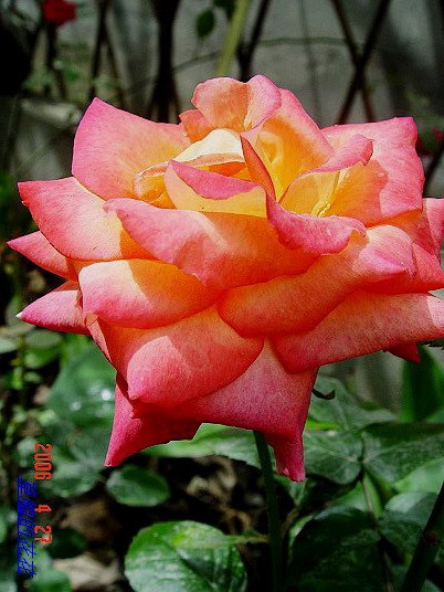 �żһ�԰2006 222.jpg