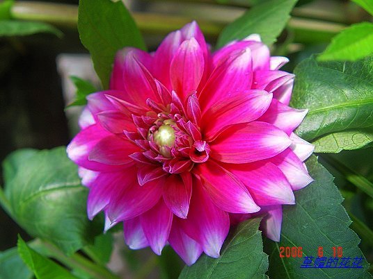 �żһ�԰2006 376.jpg