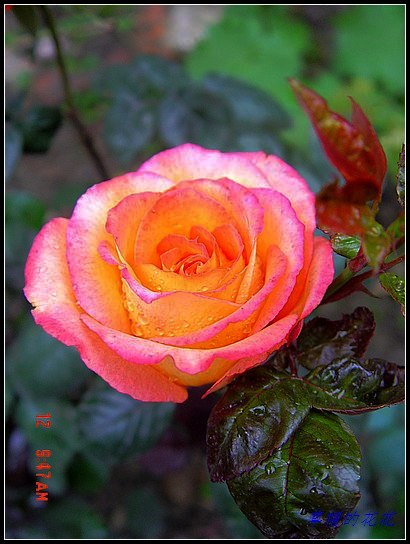 �żһ�԰2006 110.jpg