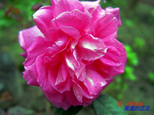 �żһ�԰2006 116.jpg