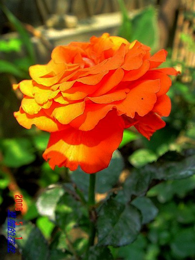 �żһ�԰2006 267.jpg