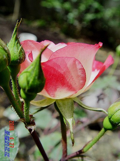 �żһ�԰2006 246.jpg