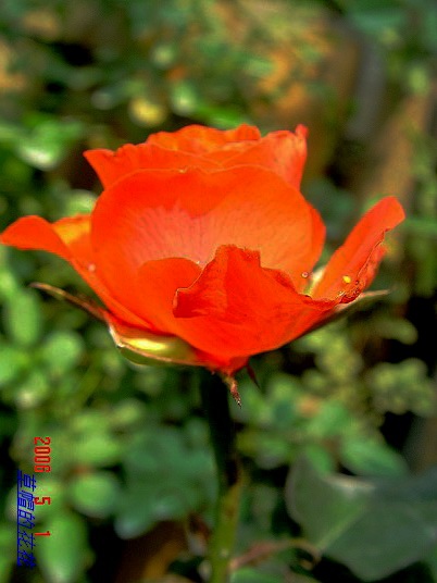 �żһ�԰2006 268.jpg