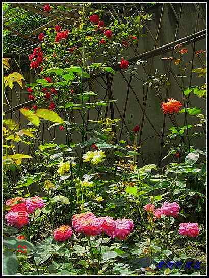 �żһ�԰2006 259.jpg