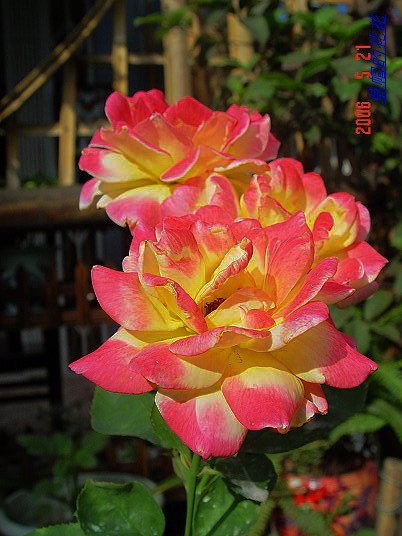 �żһ�԰2006 330.jpg