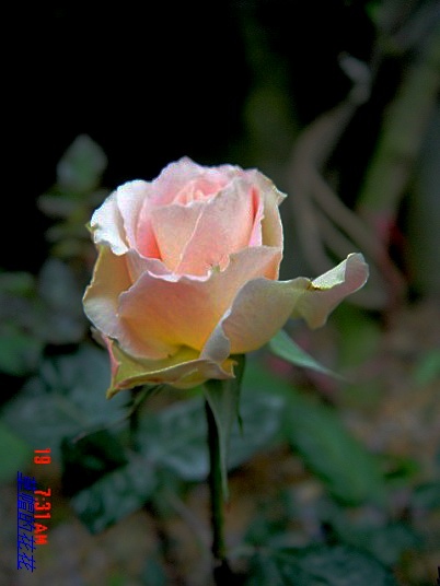 �żһ�԰2006 132.jpg