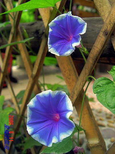 �żһ�԰2006 379.jpg