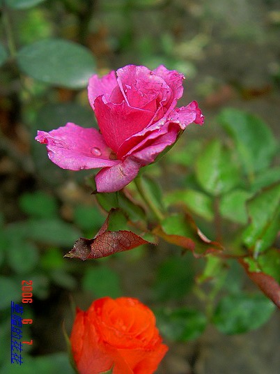 �żһ�԰2006 342.jpg