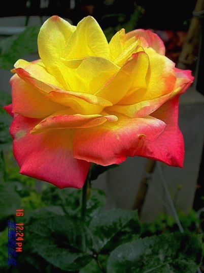 �żһ�԰2006 100.jpg